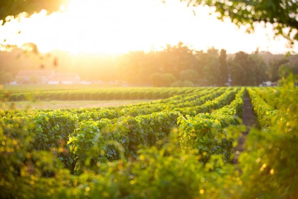 Willa La Cle Des Vignes Saint-Médard-dʼEyrans Zewnętrze zdjęcie